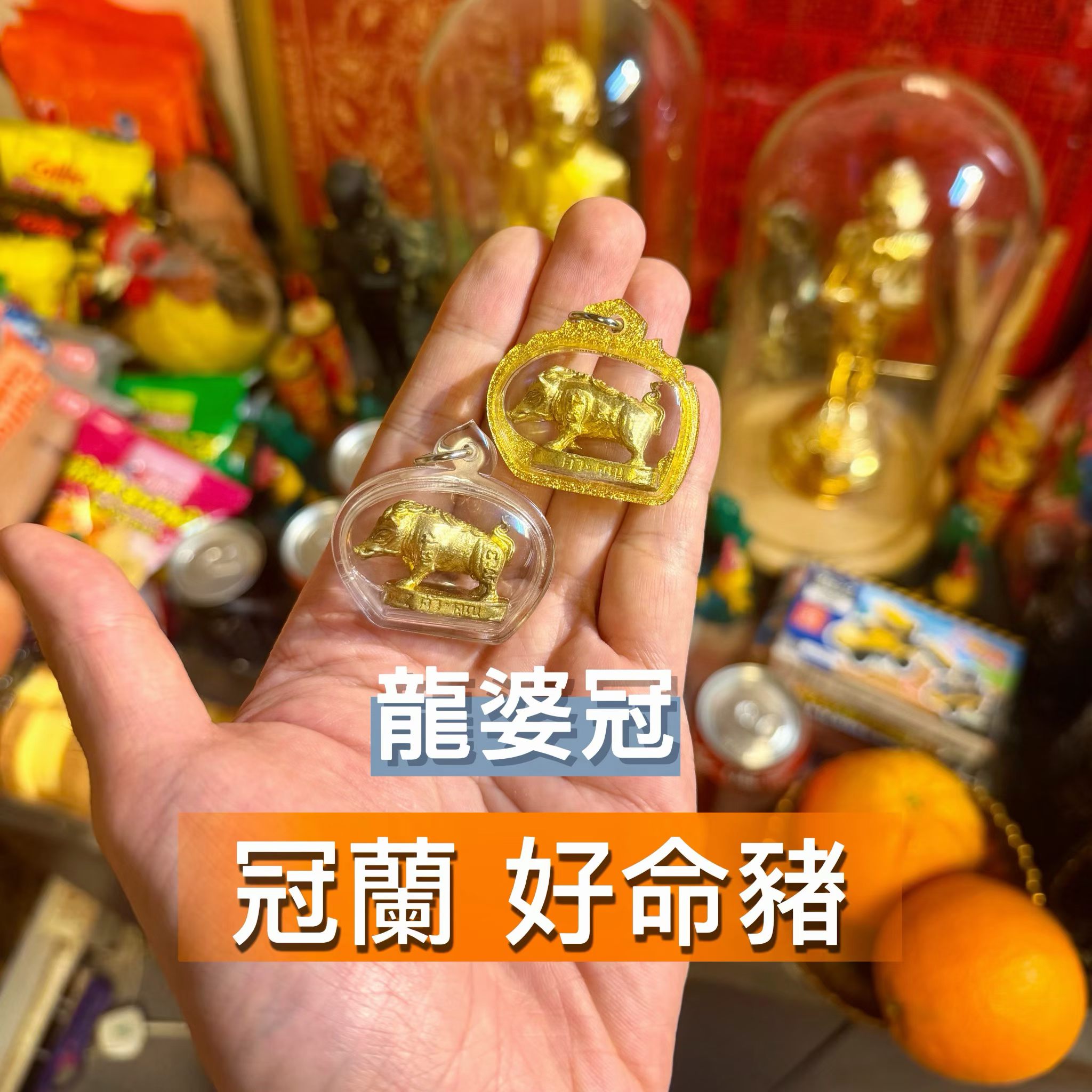 龍婆冠 好命豬 2553年